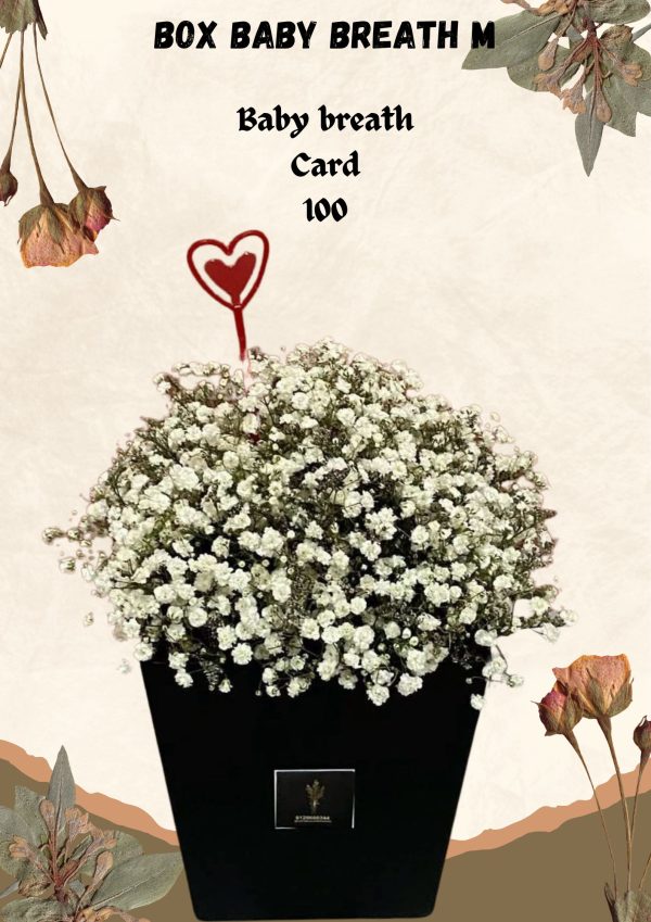 Box Baby Breath M